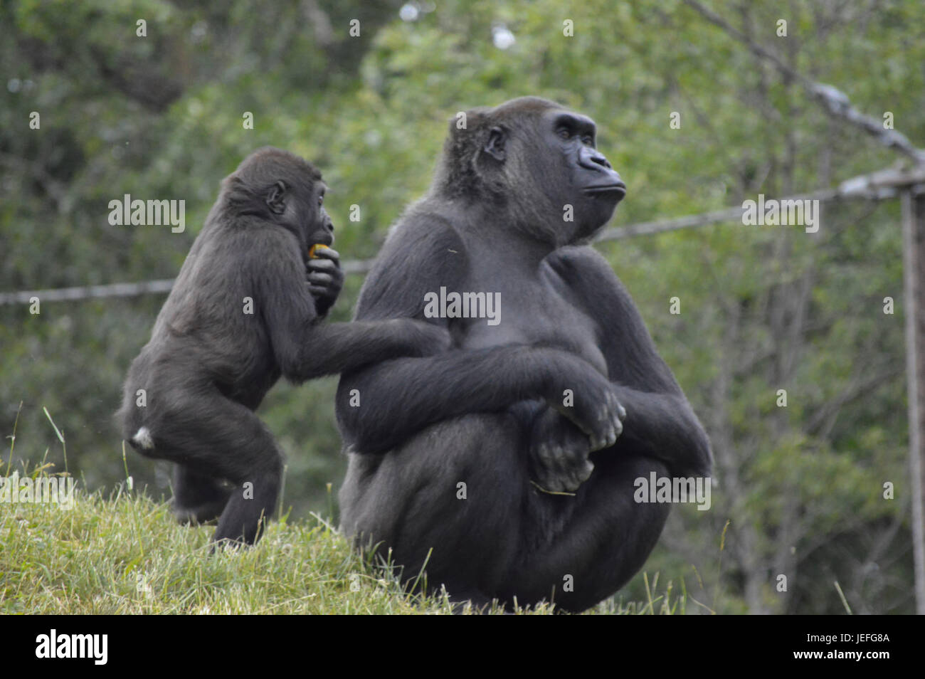 Mère et fille gorilla en plein air Photo Stock - Alamy