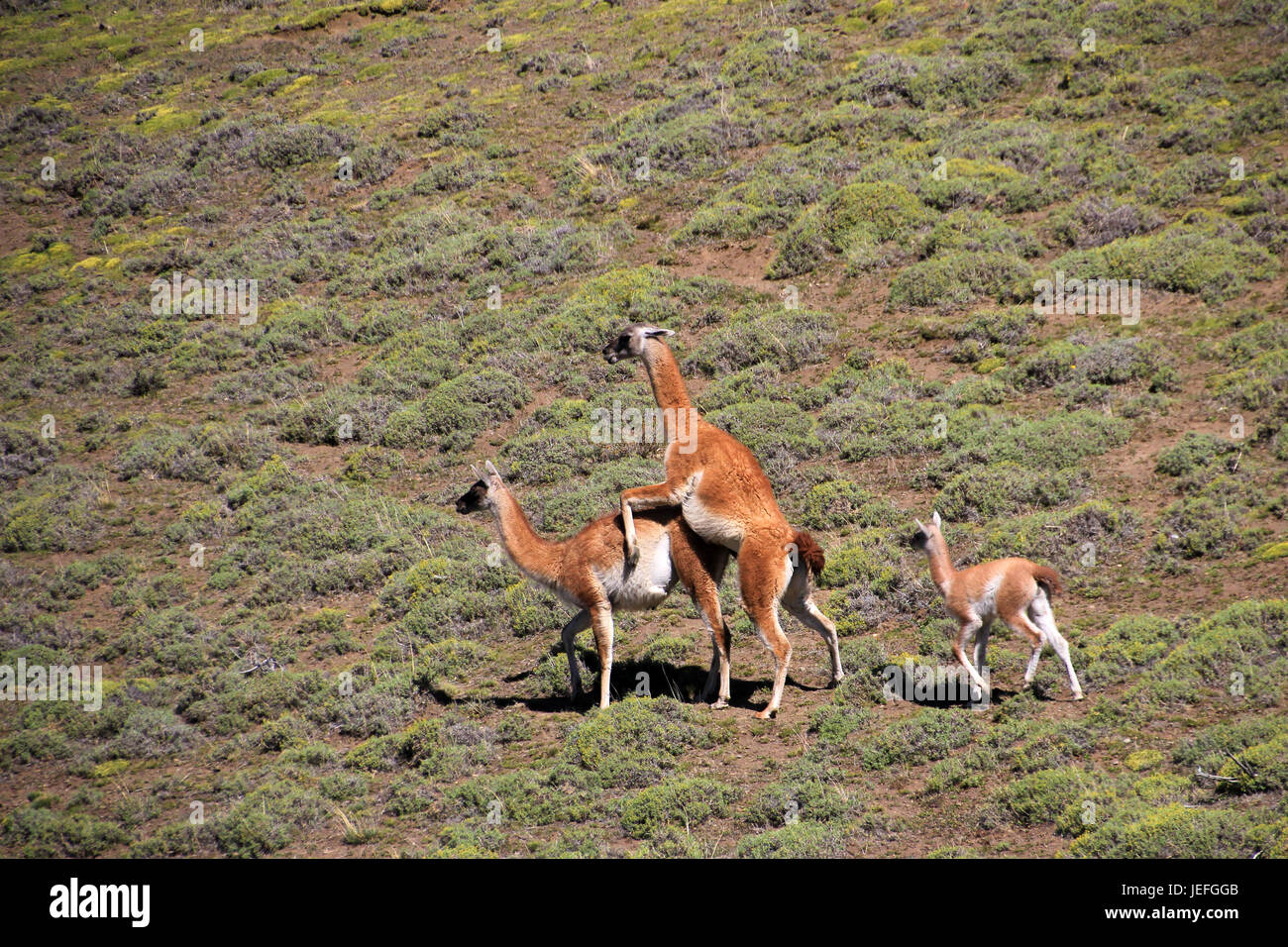 Les guanacos dans le Parc National Torres del Paine, Patagonie, Chili Banque D'Images