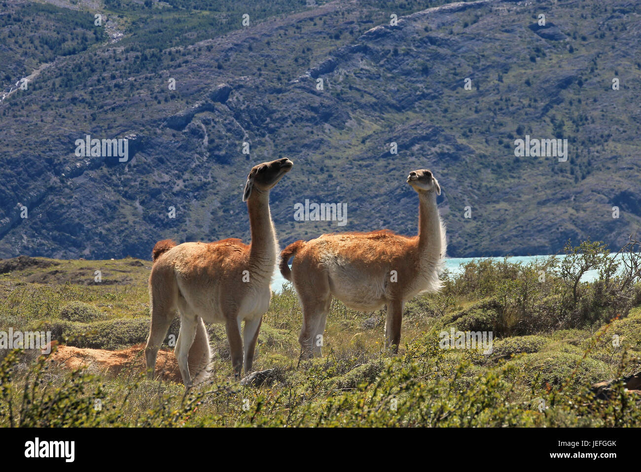 Guanacos dans le Parc National Torres del Paine, Patagonie, Chili Banque D'Images