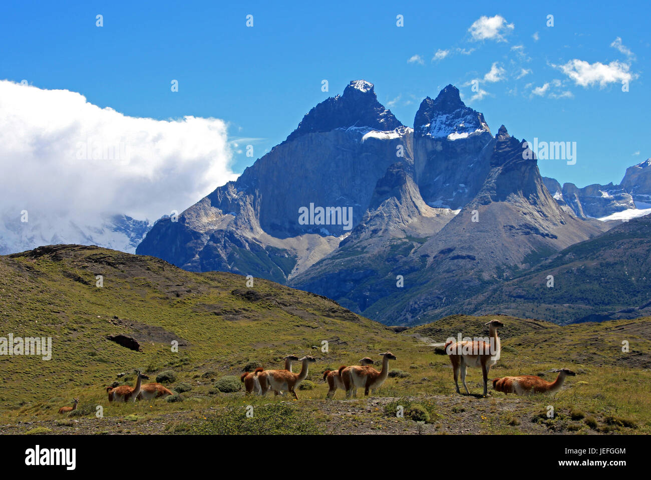 Guanacos dans le Parc National Torres del Paine, Patagonie, Chili Banque D'Images