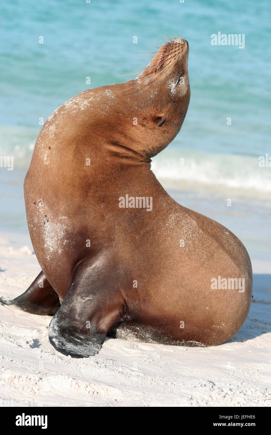 Zalophus wollebaeki Lion de mer des Galápagos Banque D'Images