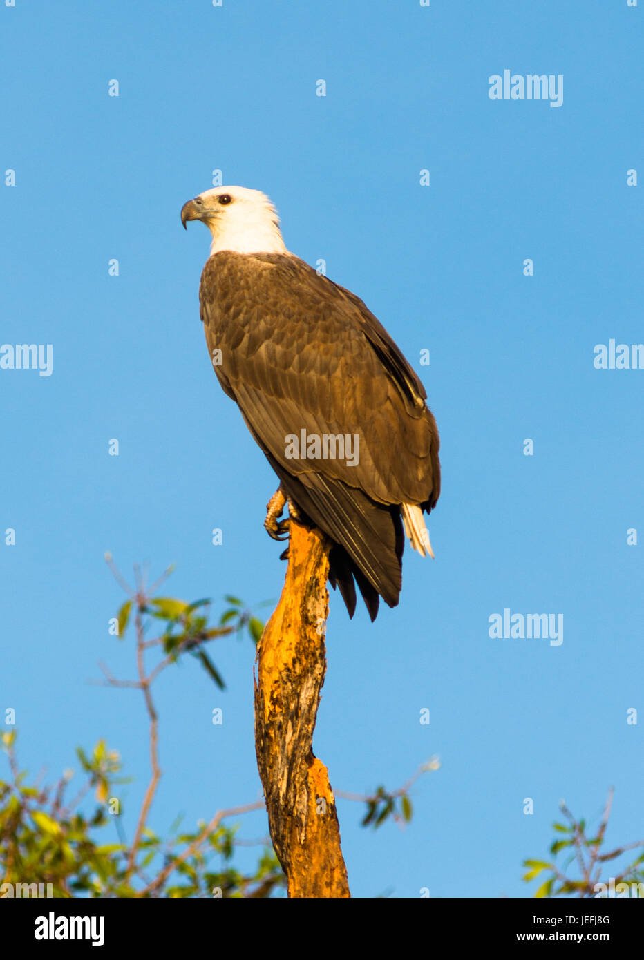 White-bellied sea eagle à l'eau jaune Les zones humides. Cooinda, Kakadu National Park, Territoire du Nord, Australie Banque D'Images