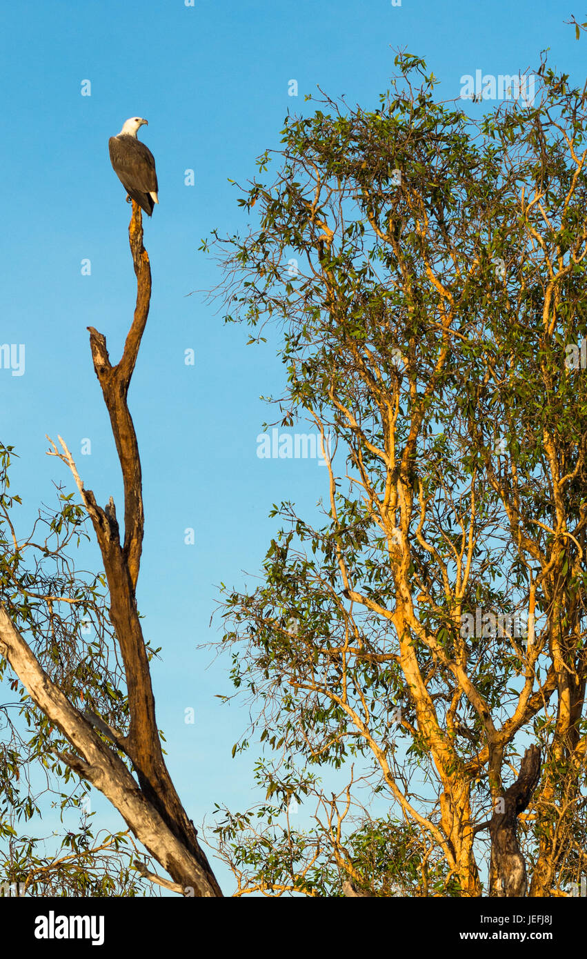 White-bellied sea eagle à l'eau jaune Les zones humides. Cooinda, Kakadu National Park, Territoire du Nord, Australie Banque D'Images