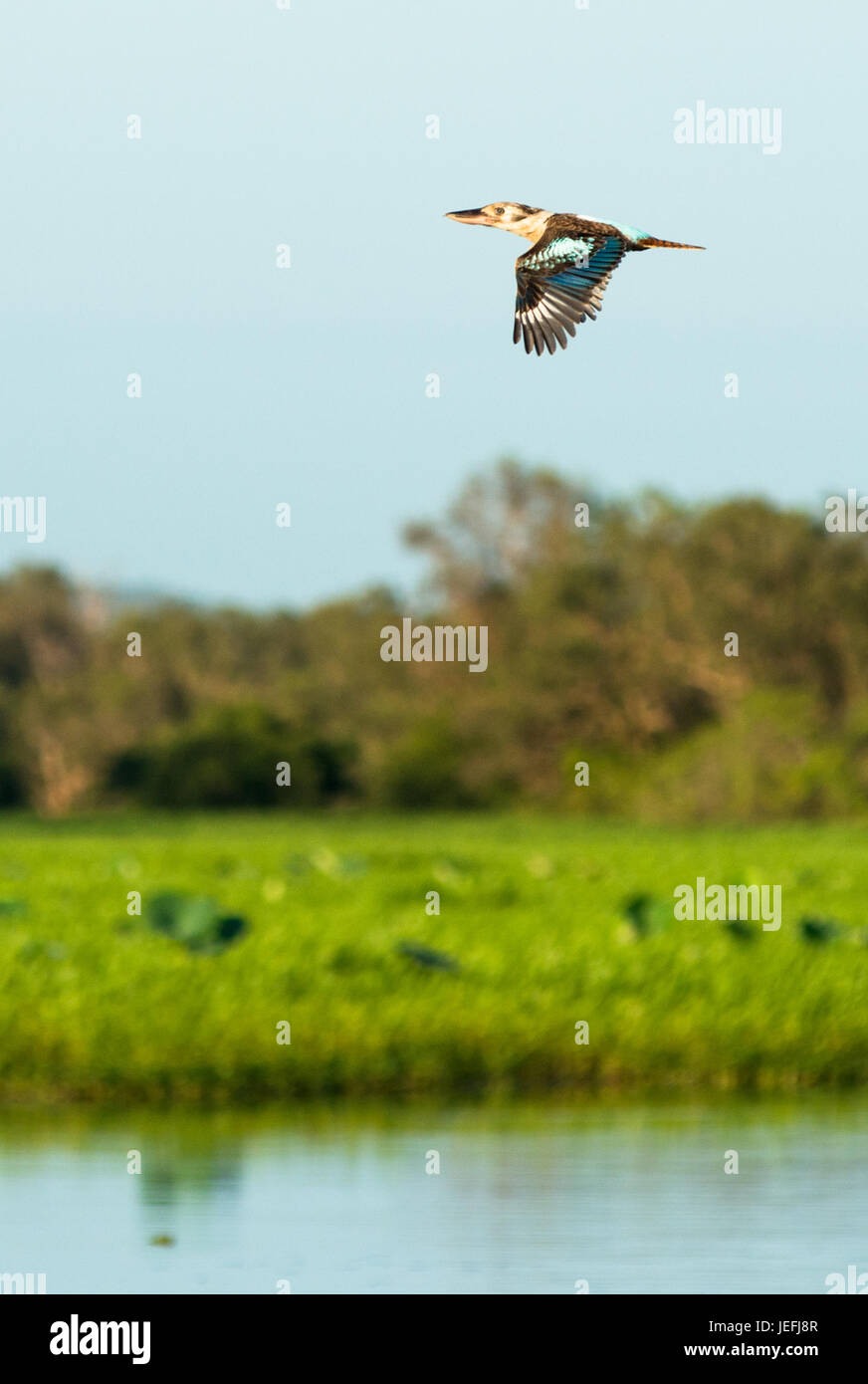 Kookaburra en vol au-dessus de l'eau jaune Les zones humides. Cooinda, Kakadu National Park, Territoire du Nord, Australie. Banque D'Images