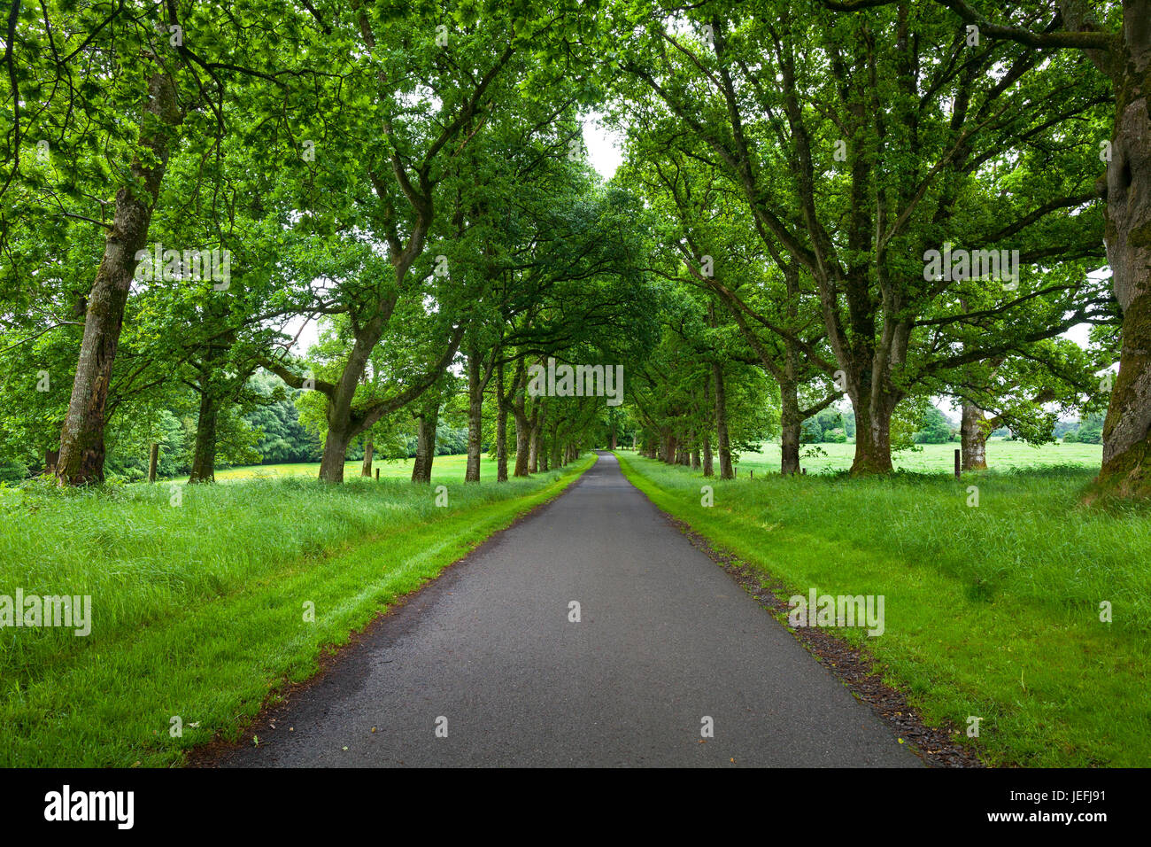 Entraînement bordé ou avenue menant à Tullynally Castle, comté de Westmeath, Irlande Banque D'Images