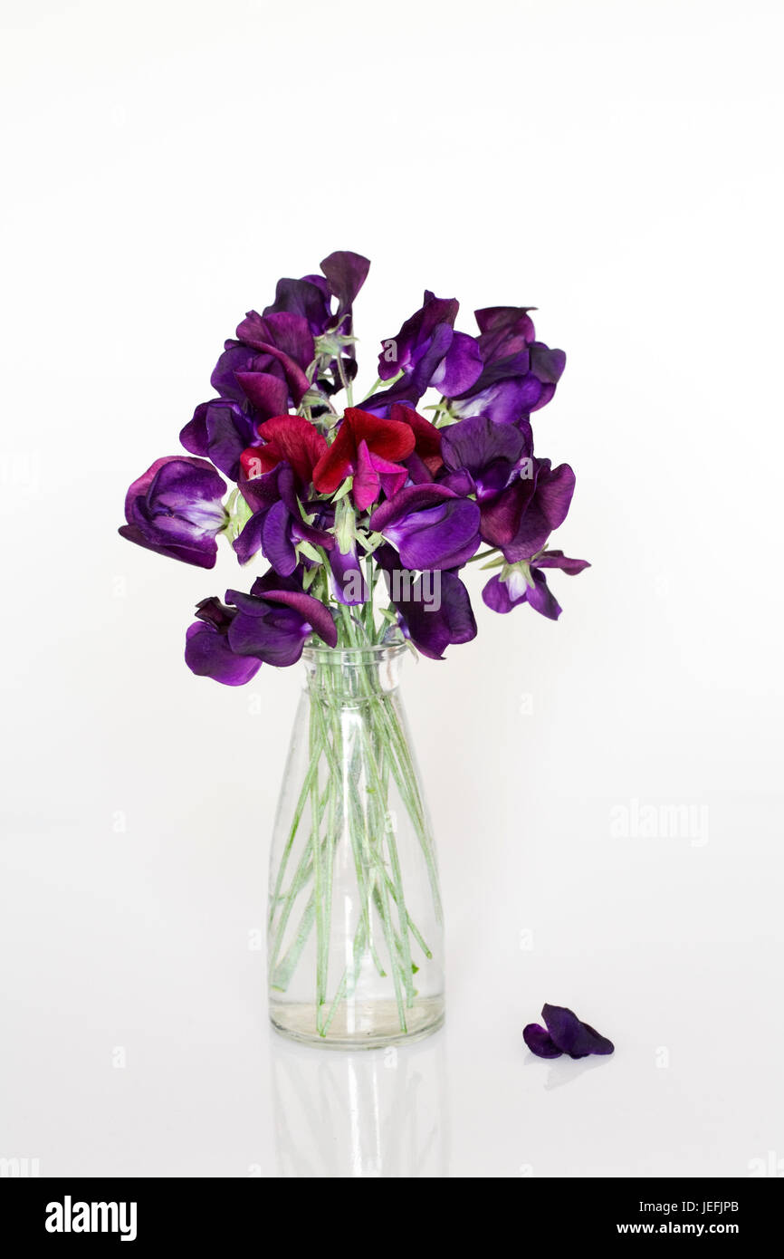 Lathyrus odoratus. Pois de fleurs dans un vase en verre sur un fond blanc. Banque D'Images