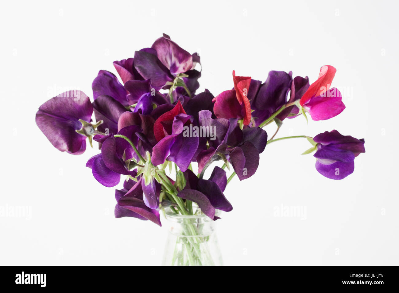Lathyrus odoratus. Pois de fleurs dans un vase en verre sur un fond blanc. Banque D'Images