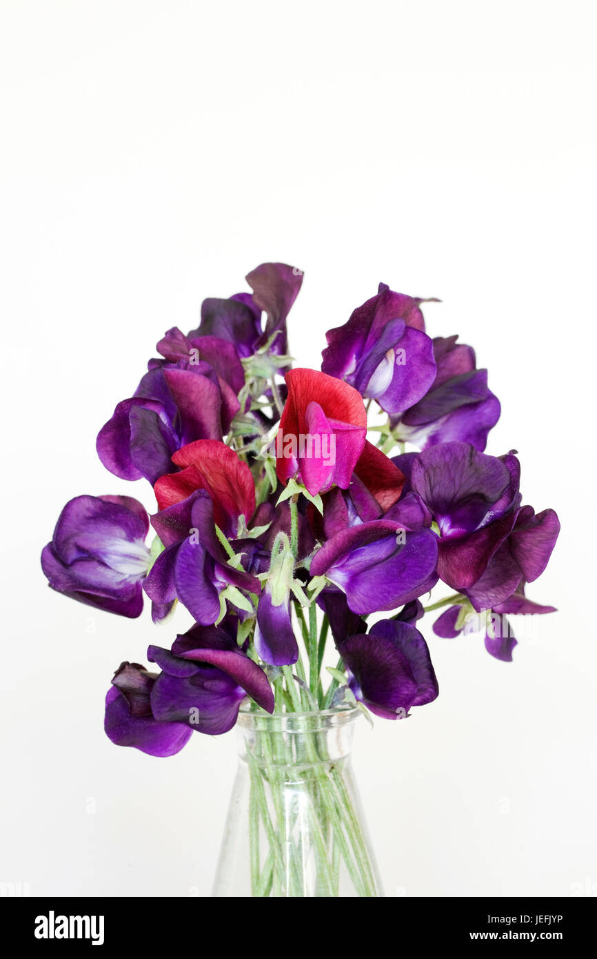 Lathyrus odoratus. Pois de fleurs dans un vase en verre sur un fond blanc. Banque D'Images