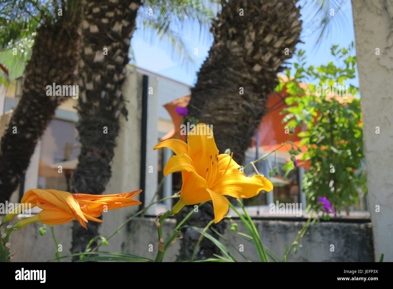 Jardin patio avec tiger lilies et palmiers nains Banque D'Images