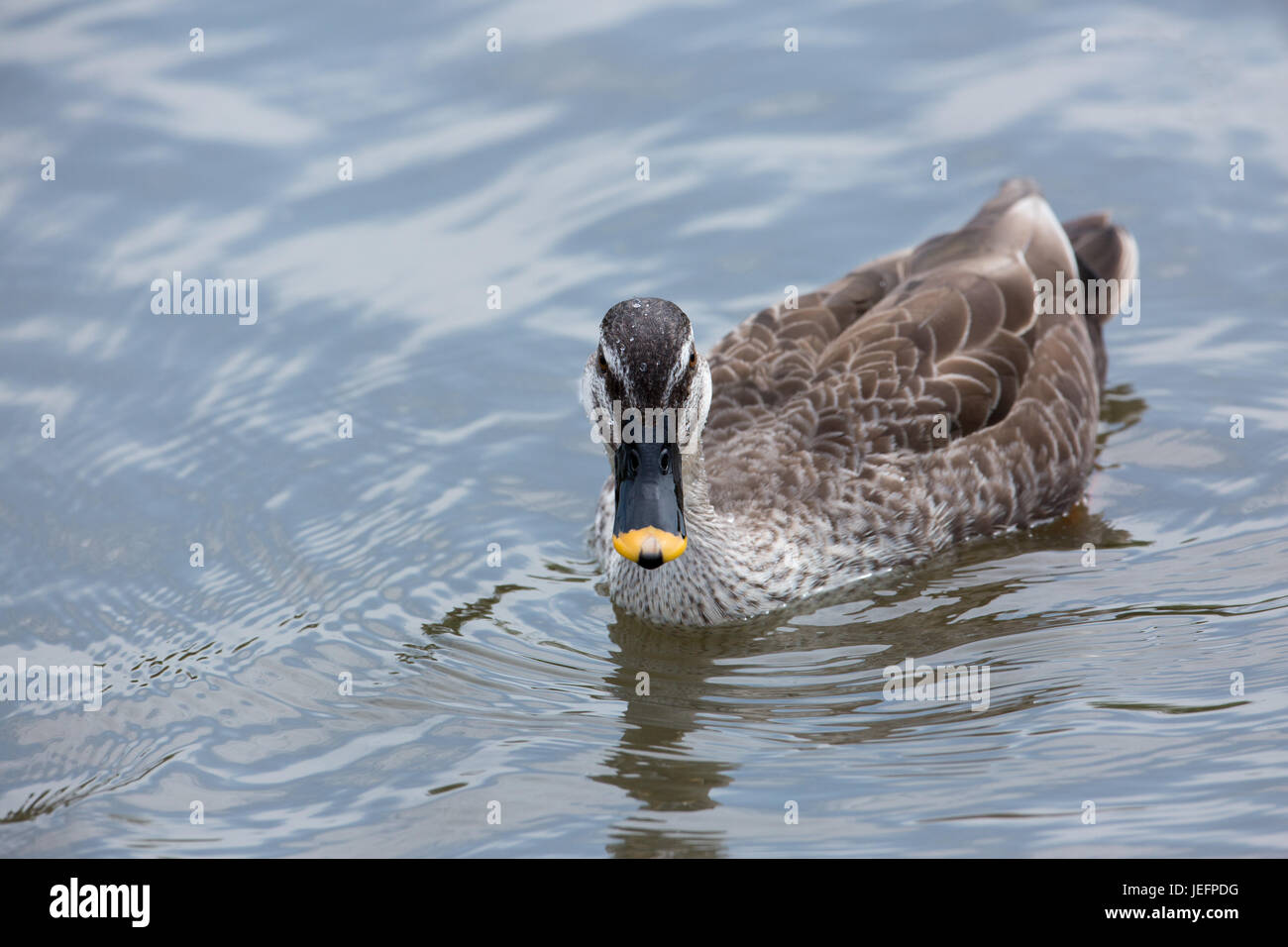 L'Est ou l'Anas poecilorhyncha zonorhyncha Spotbill chinois. L'Asie orientale. Banque D'Images
