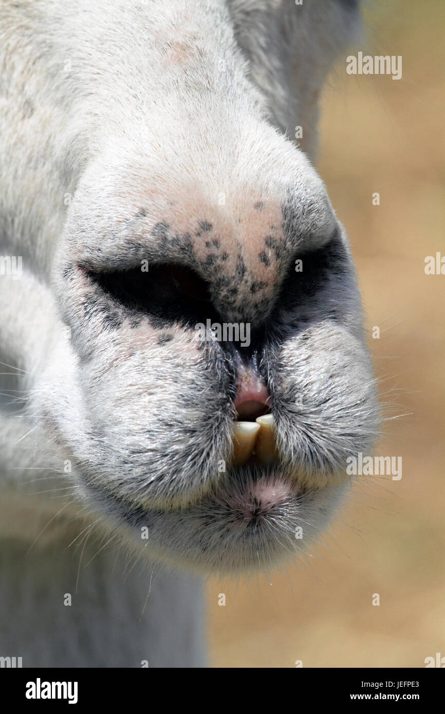 Gros plan un museau d'Alpaca qui ressemble à un visage à l'intérieur d'un visage. Banque D'Images