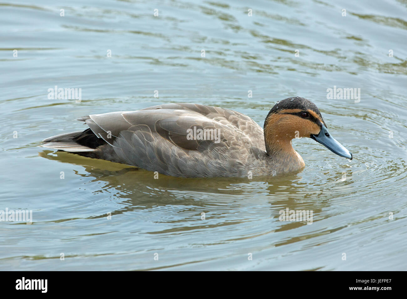 Anas luzonica Canard des Philippines. Banque D'Images