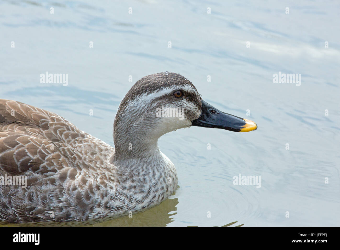 Ou de l'Est chinois ou Spotbill-canard. Anas poecilorhyncha zonorhyncha. Banque D'Images
