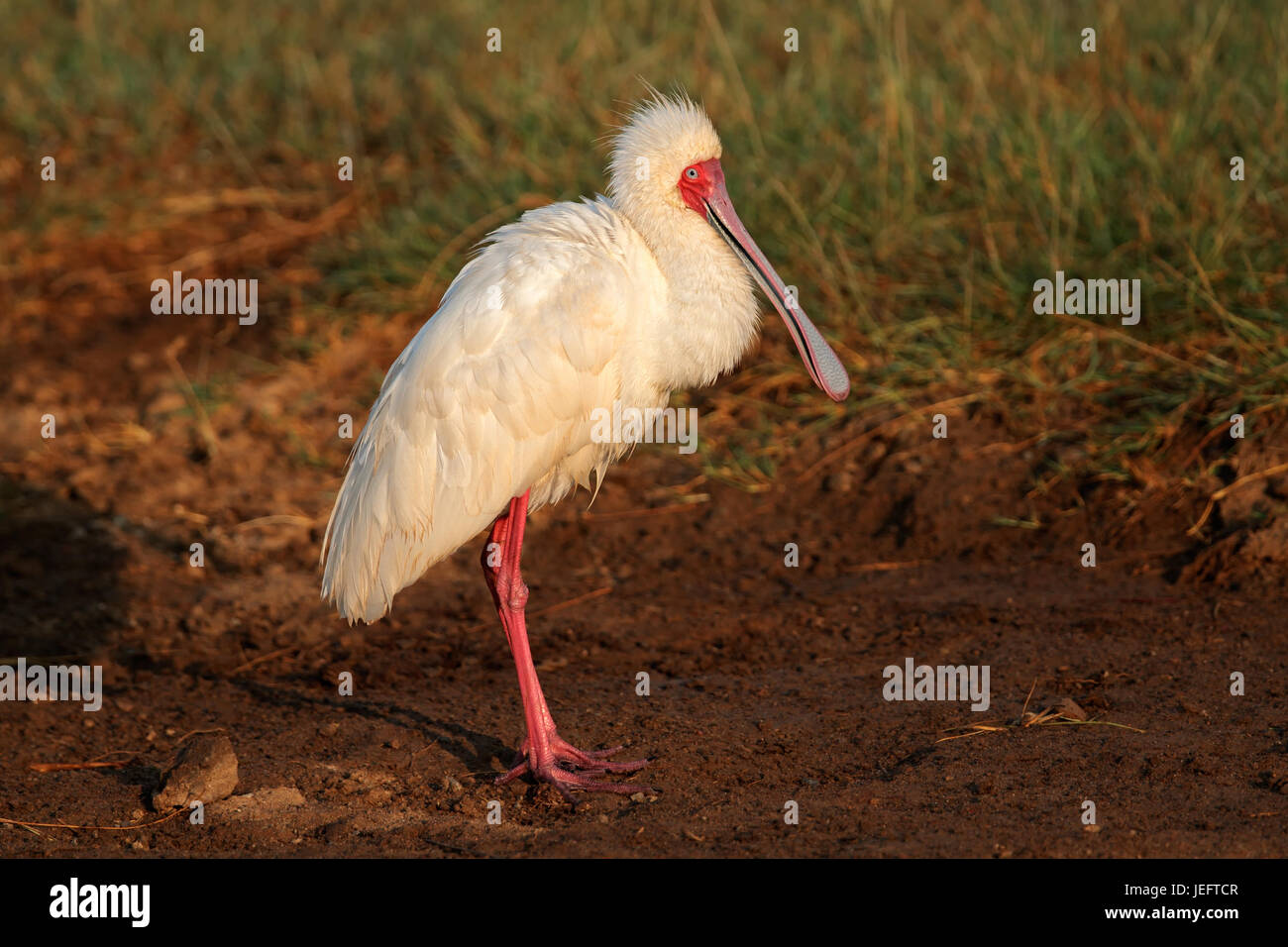 Spatule d'Afrique (Platalea alba), le Parc national Amboseli, Kenya Banque D'Images