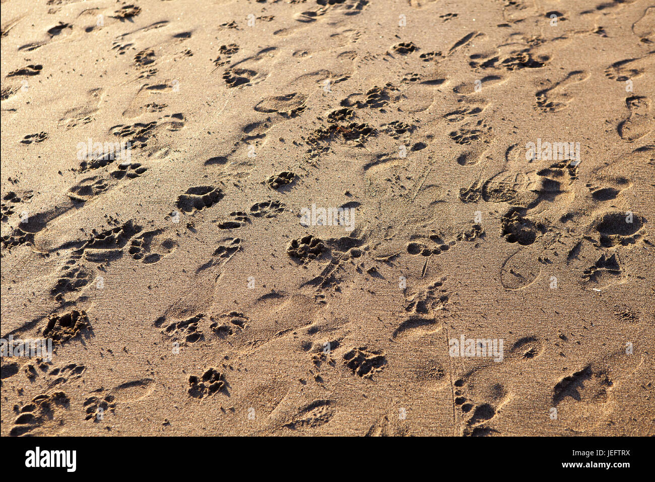 Des traces de pas dans le sable au coucher du soleil Banque D'Images