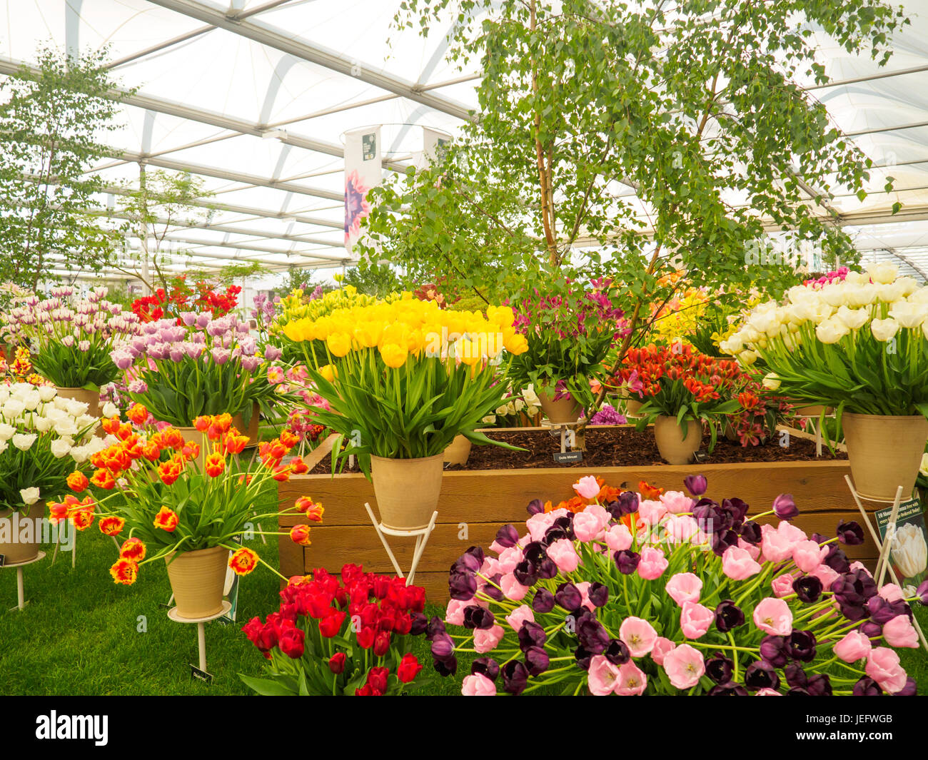 Londres, Royaume-Uni - 25 MAI 2017 : RHS Chelsea Flower Show 2017. Tulipes colorées et lumineuses. Banque D'Images