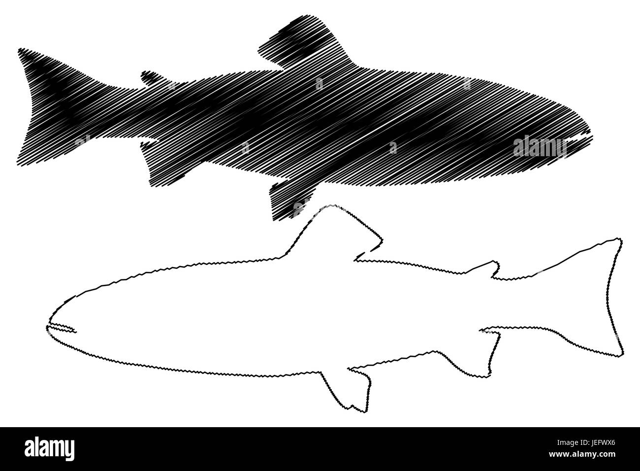 Silhouette vecteur, la truite (Salmo trutta fario), (Oncorhynchus mykiss) Illustration de Vecteur