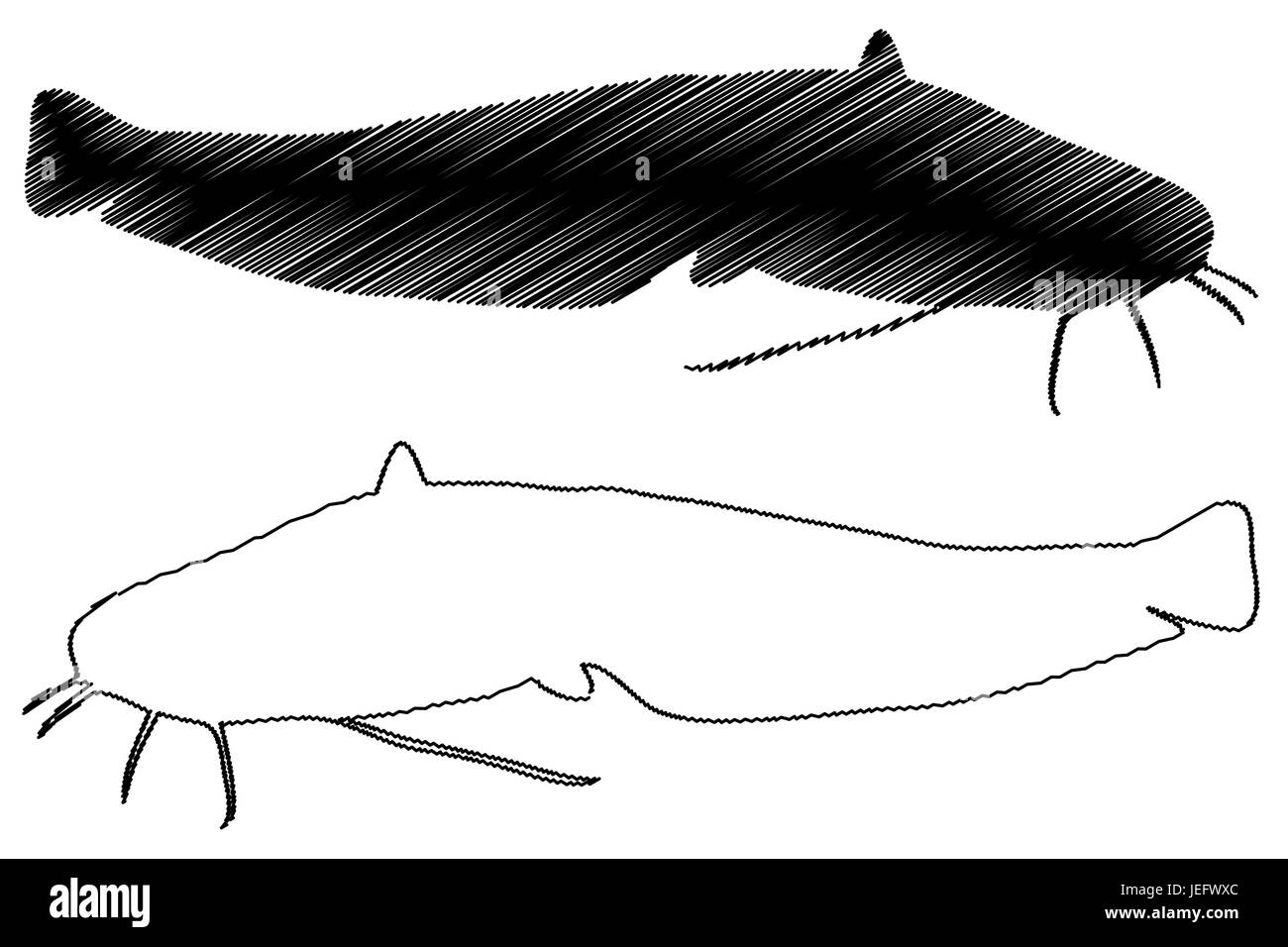 Silhouette barbue, vecteur (Silurus glanis), Illustration de Vecteur