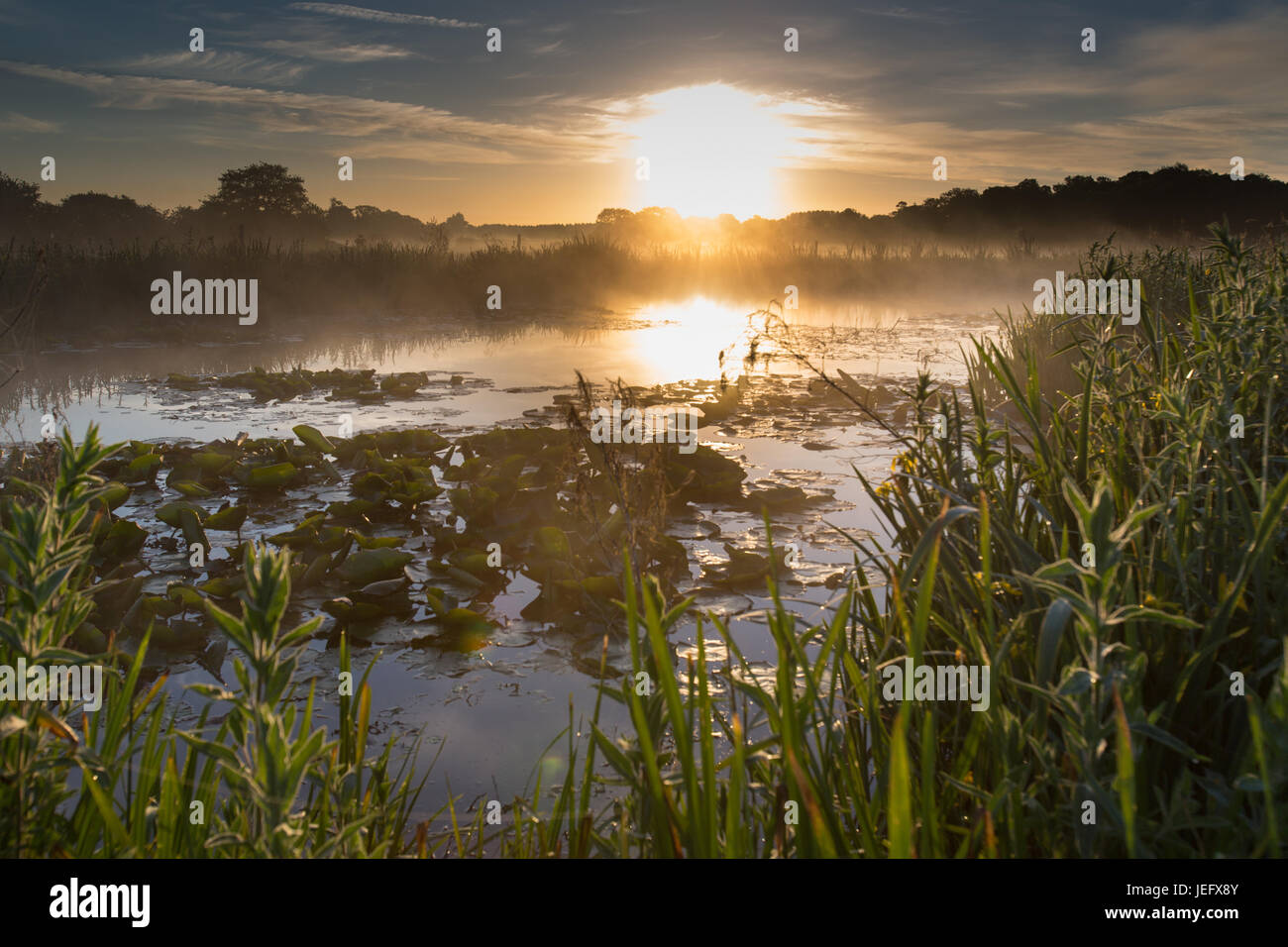 Village de Coddington, Angleterre. Lever du soleil sur un pâturage pittoresque domaine de l'agriculture et l'étang d'eau douce dans les régions rurales de Cheshire. Banque D'Images