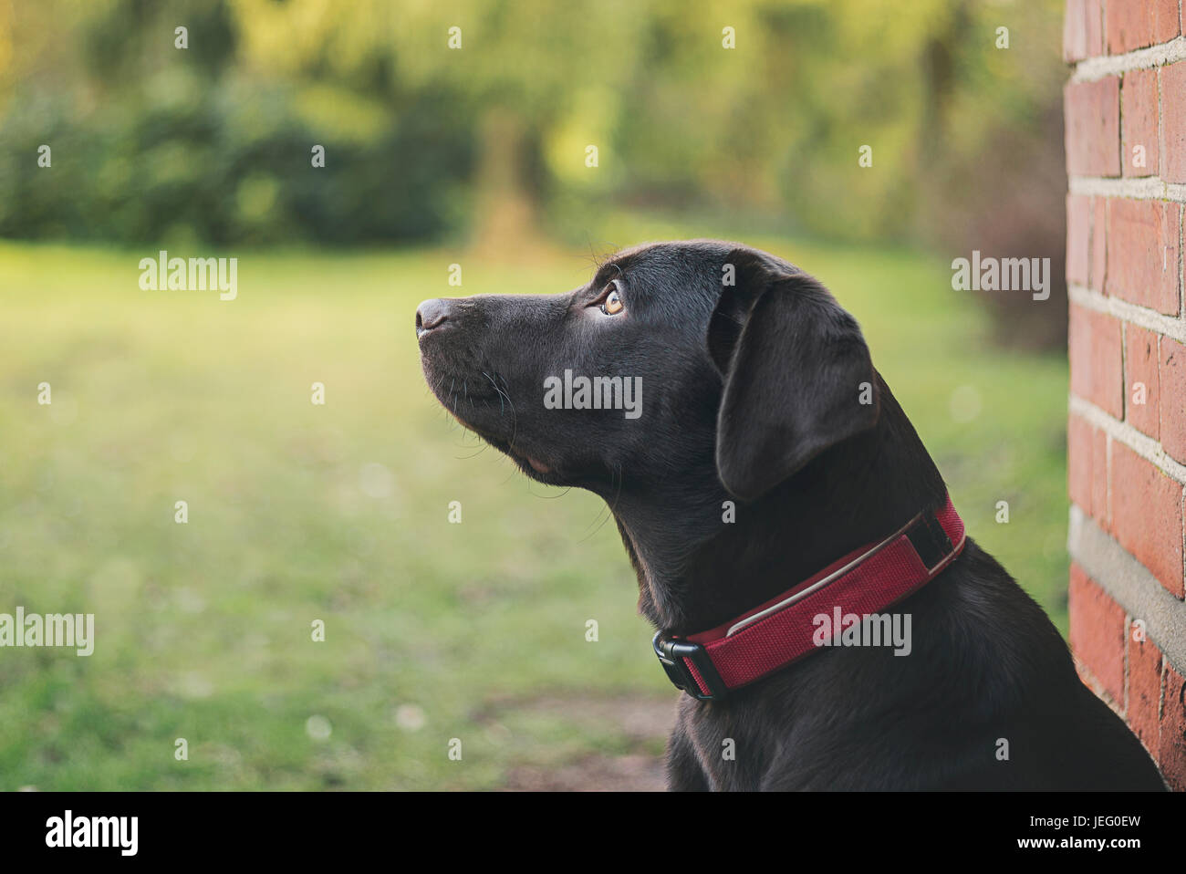 Vue d'un chiot labrador chocolat à l'extérieur Banque D'Images