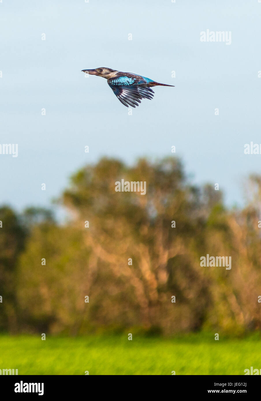 Kookaburra en vol au-dessus de l'eau jaune Les zones humides. Cooinda, Kakadu National Park, Territoire du Nord, Australie. Banque D'Images