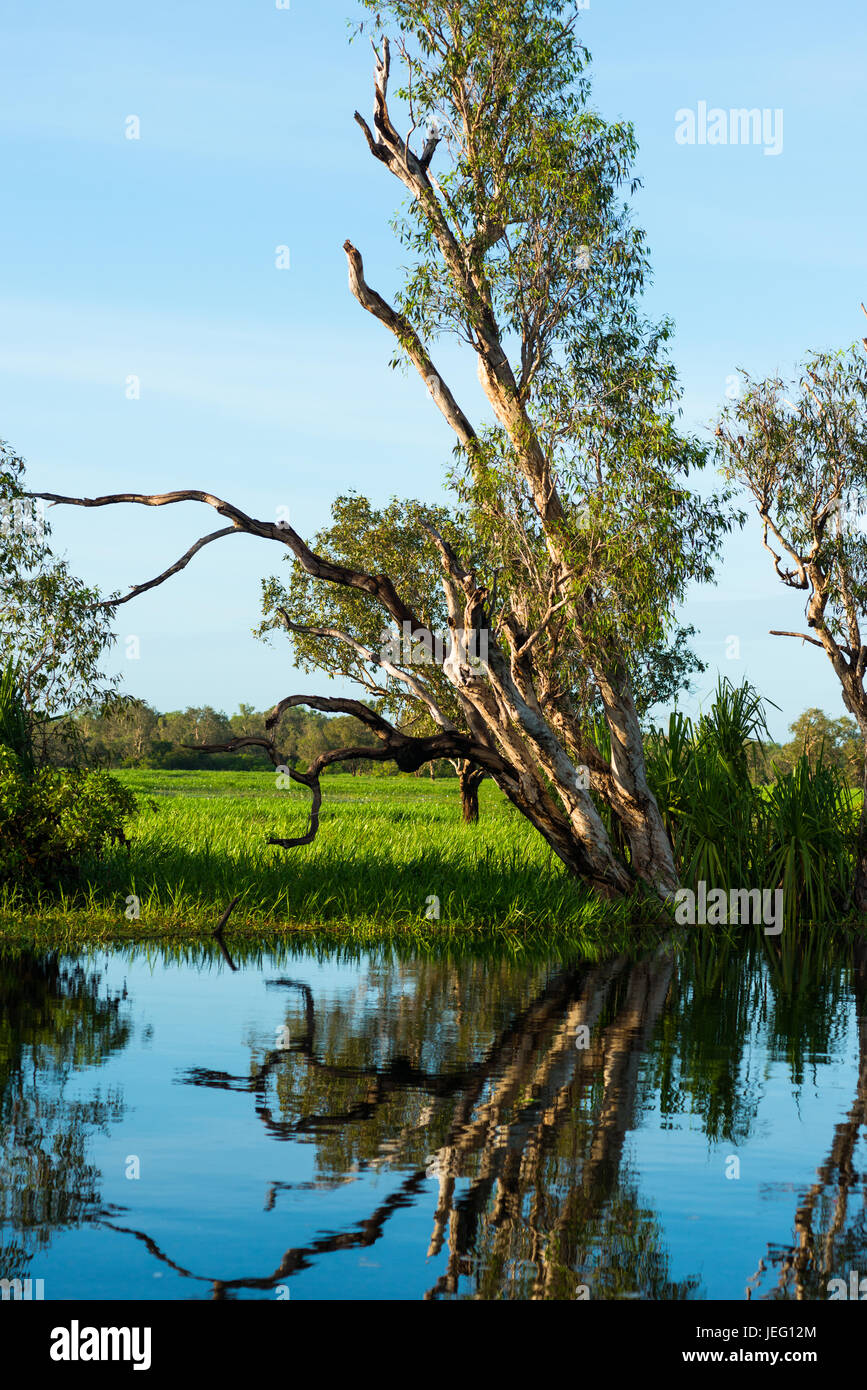 Les terres humides inondées pendant la saison des pluies, le Kakadu National Park, territoire du Nord, Australie Banque D'Images