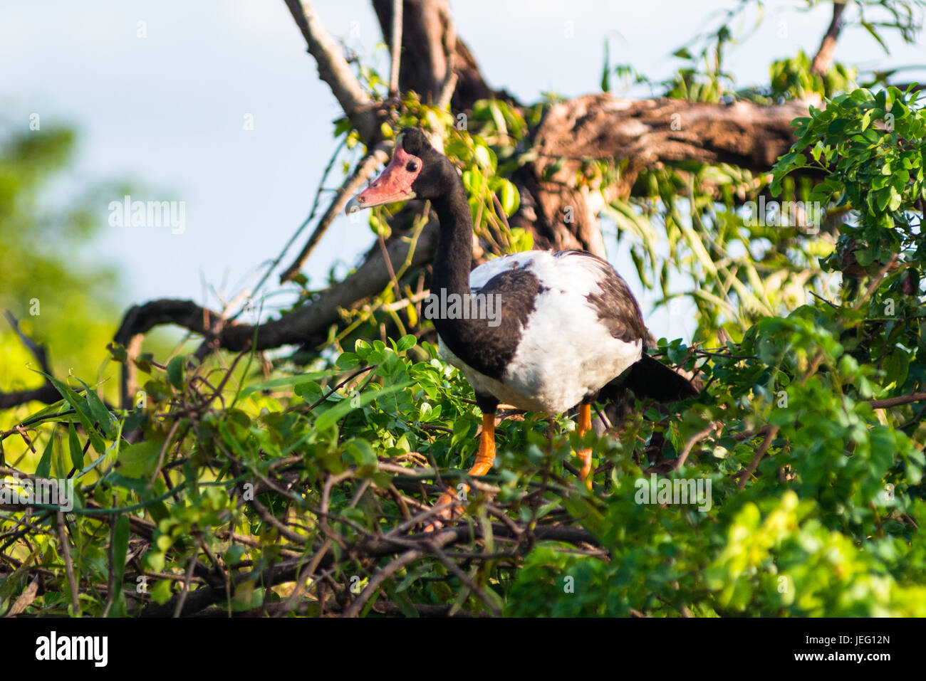 (Anseranas semipalmata Magpie Goose), l'eau jaune Billabong, Kakadu National Park, Territoire du Nord, Australie. Banque D'Images