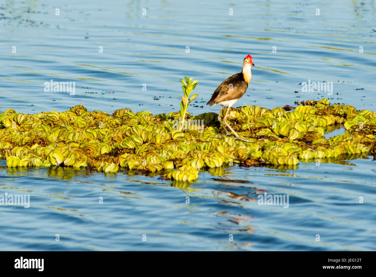 Comb-Crested (Irediparra gallinacea Jacana) sur un tampon de nénuphar le long de la rivière Alligator du Sud, le Parc National de Kakadu. Territoire du Nord, Australie. Banque D'Images