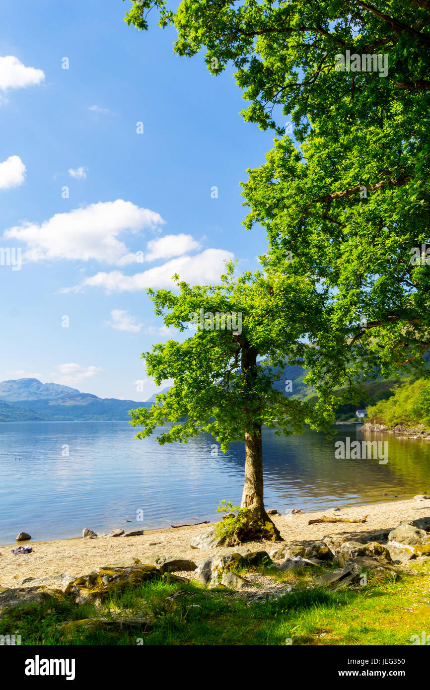 Le Loch Lomond à rowardennan, été en Ecosse, Royaume-Uni Banque D'Images