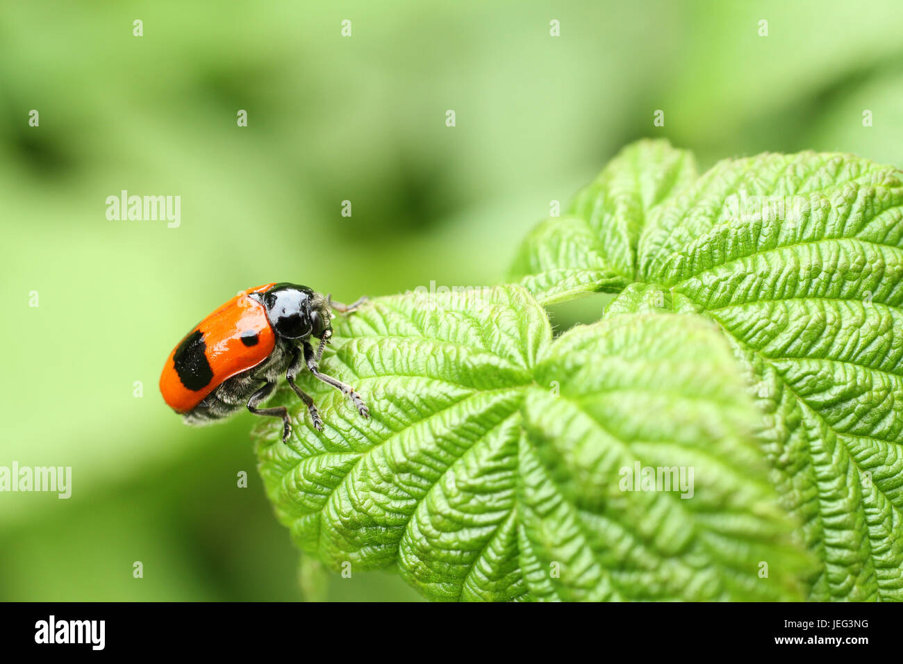 Clytra laeviuscula coccinelle feuille lisse sous-ordre (nemonious (Polyphaga)). Beetle avec ailes rouges avec des points noirs sur feuille de framboise Banque D'Images