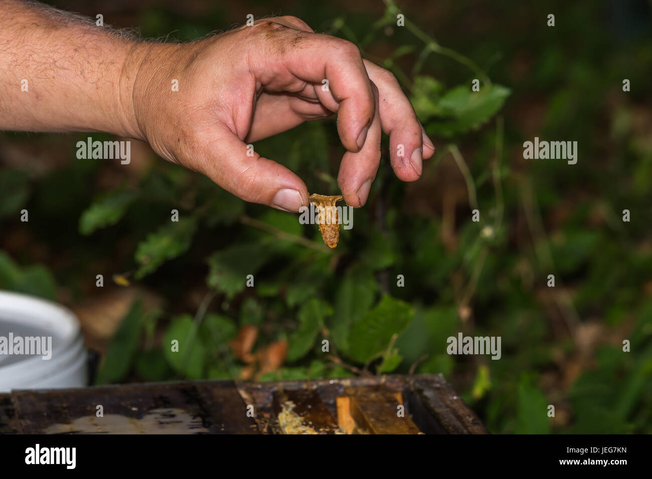 L'apiculteur montre cellule royale avec la reine abeille ruche ci-dessus Banque D'Images