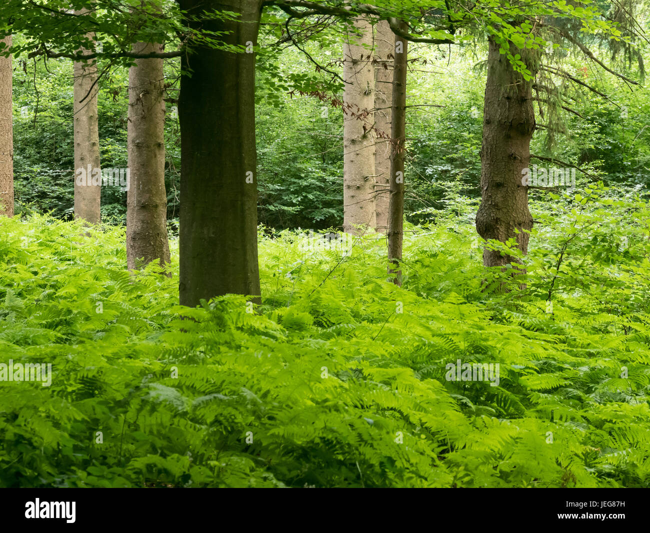 Fern et divers arbres de la forêt au printemps Banque D'Images