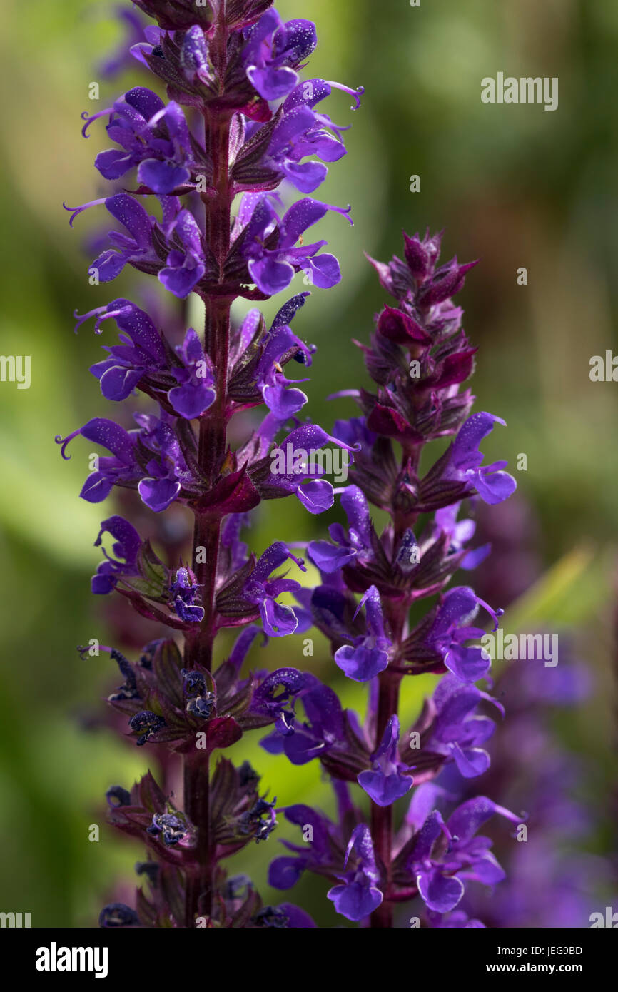 Les pointes dressées de fleurs violettes de la salvia nemorosa, clary des Balkans 'Caradonna' Banque D'Images