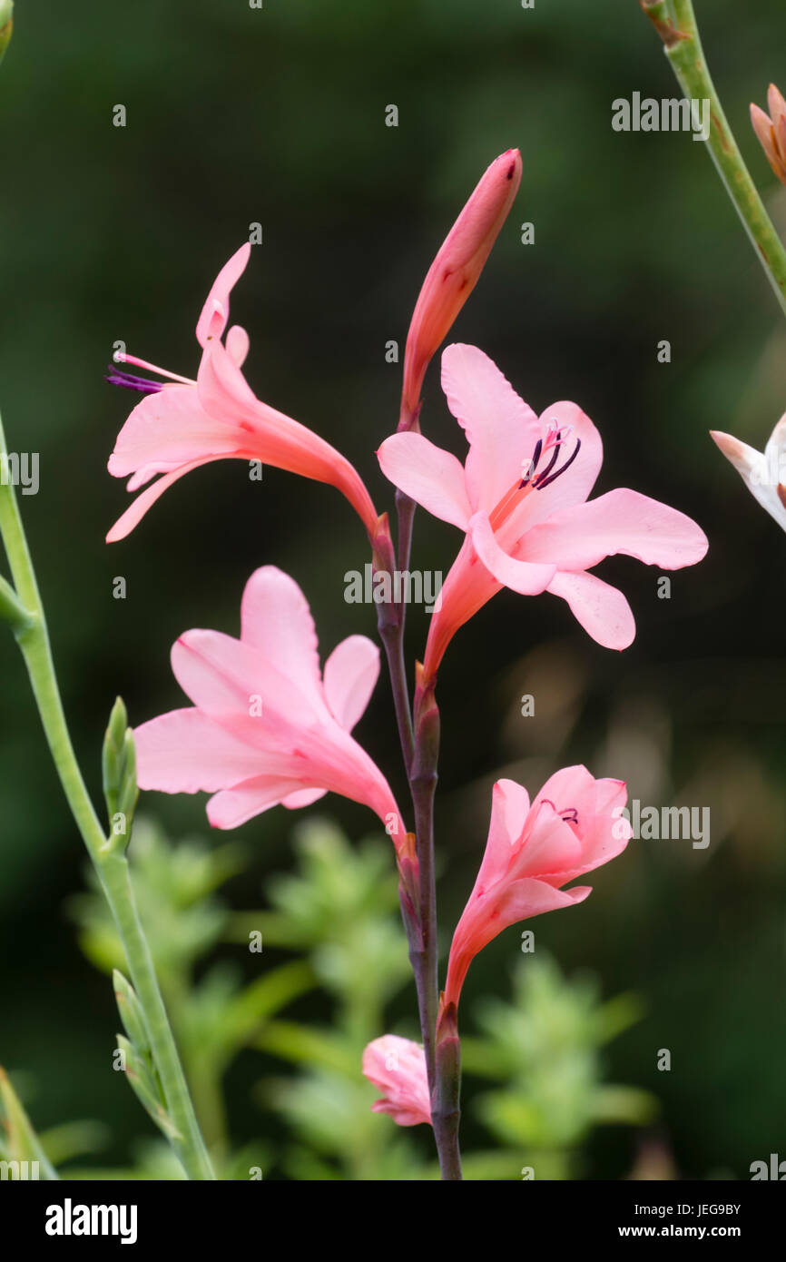 Fleurs roses de la moitié de l'Afrique du Sud-hardy, corm borbonica Orquidea Banque D'Images
