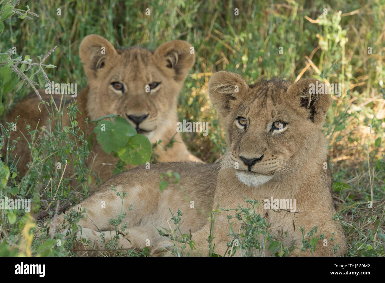 Deux lionceaux mignons lying in grass dans la zone sur l'Île Mombo chefs dans le Delta de l'Okavango au Botswana Banque D'Images