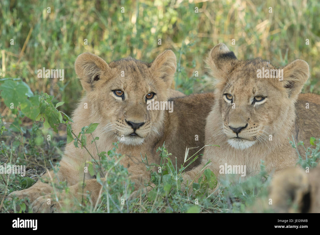 Deux lionceaux mignons lying in grass dans la zone sur l'Île Mombo chefs dans le Delta de l'Okavango au Botswana Banque D'Images