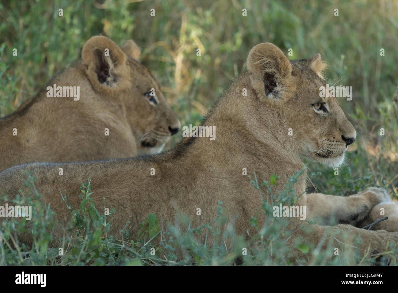 Deux lionnes (Panthera leo) dans le Delta de l'Okavango au Botswana Banque D'Images