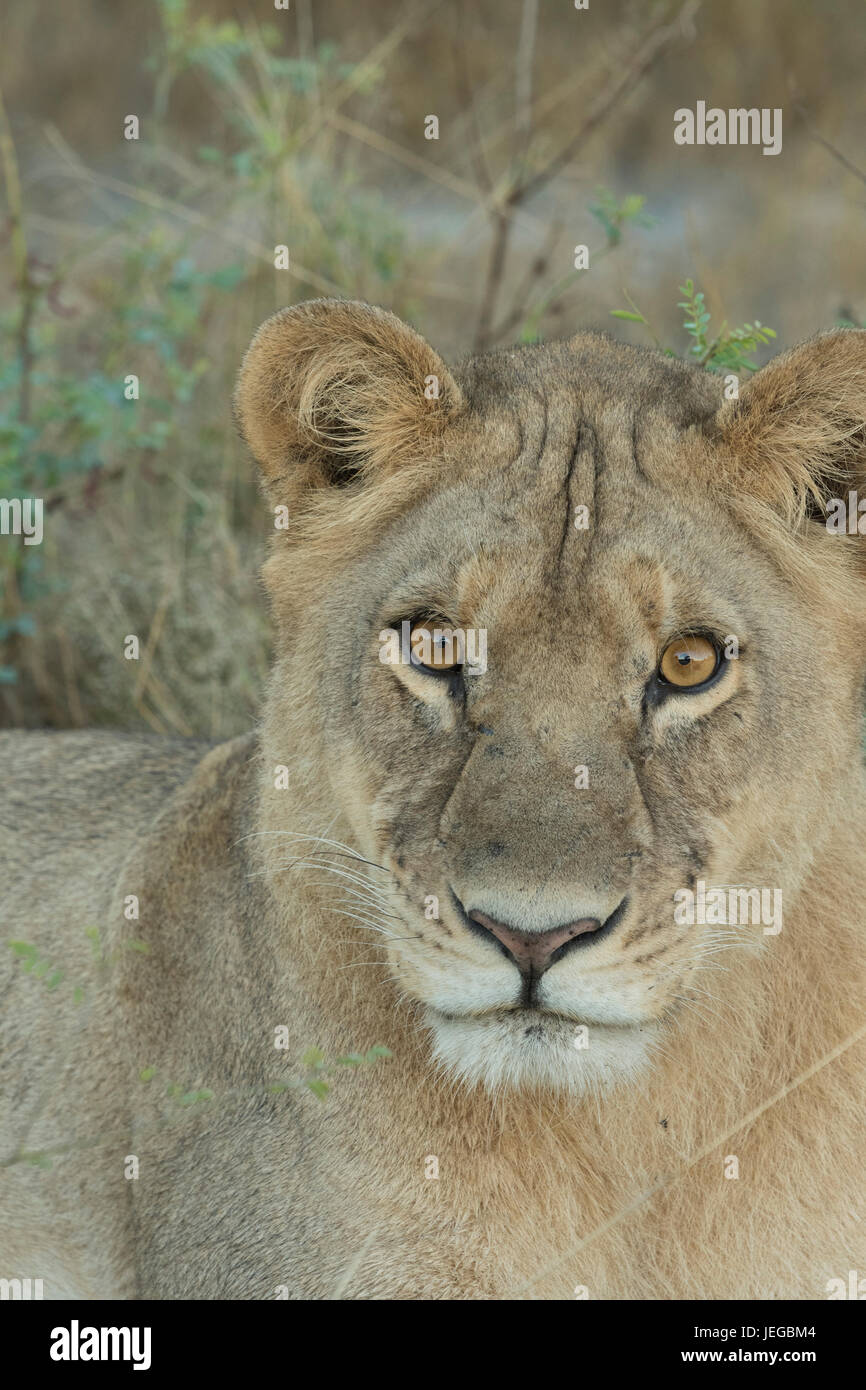 Lion couché sur le sable en Botswana Mombo Banque D'Images