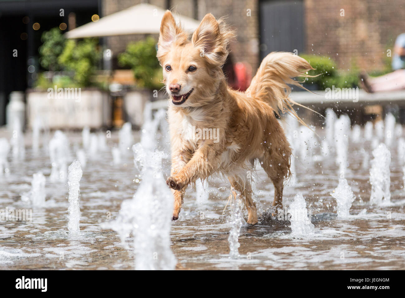 Londres, Royaume-Uni. 23 Juin, 2017. Météo France : Roxie le chien bénéficie d'un grenier Square fontaines près de King's Cross sur une chaude après-midi. © Guy Josse/Alamy Live News Banque D'Images