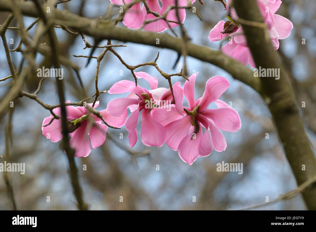 Magnolia, Magnolia sprengeri var. diva , Magnolie (Magnolia sprengeri var. diva) Banque D'Images