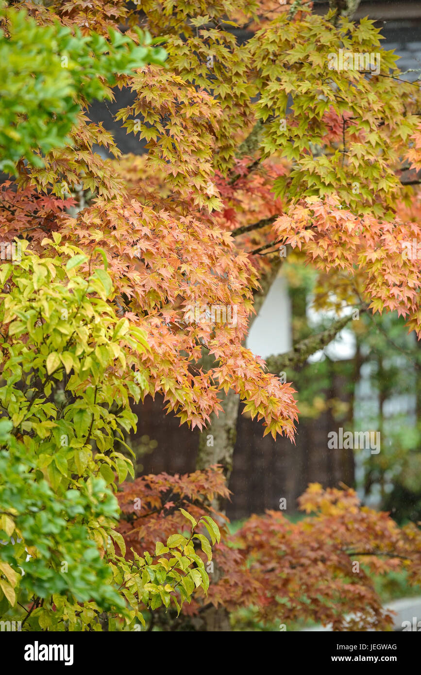 Professionnel Japonais, Acer palmatum , Japanischer Fächer-Ahorn (Acer palmatum) Banque D'Images