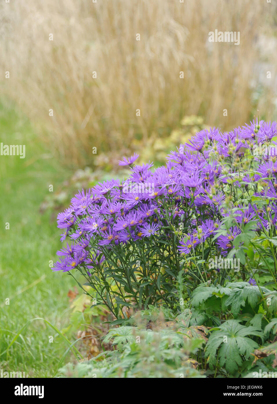 Aster, Aster amellus montagne silver lake , Berg-Aster «ilbersee (Aster amellus') Banque D'Images