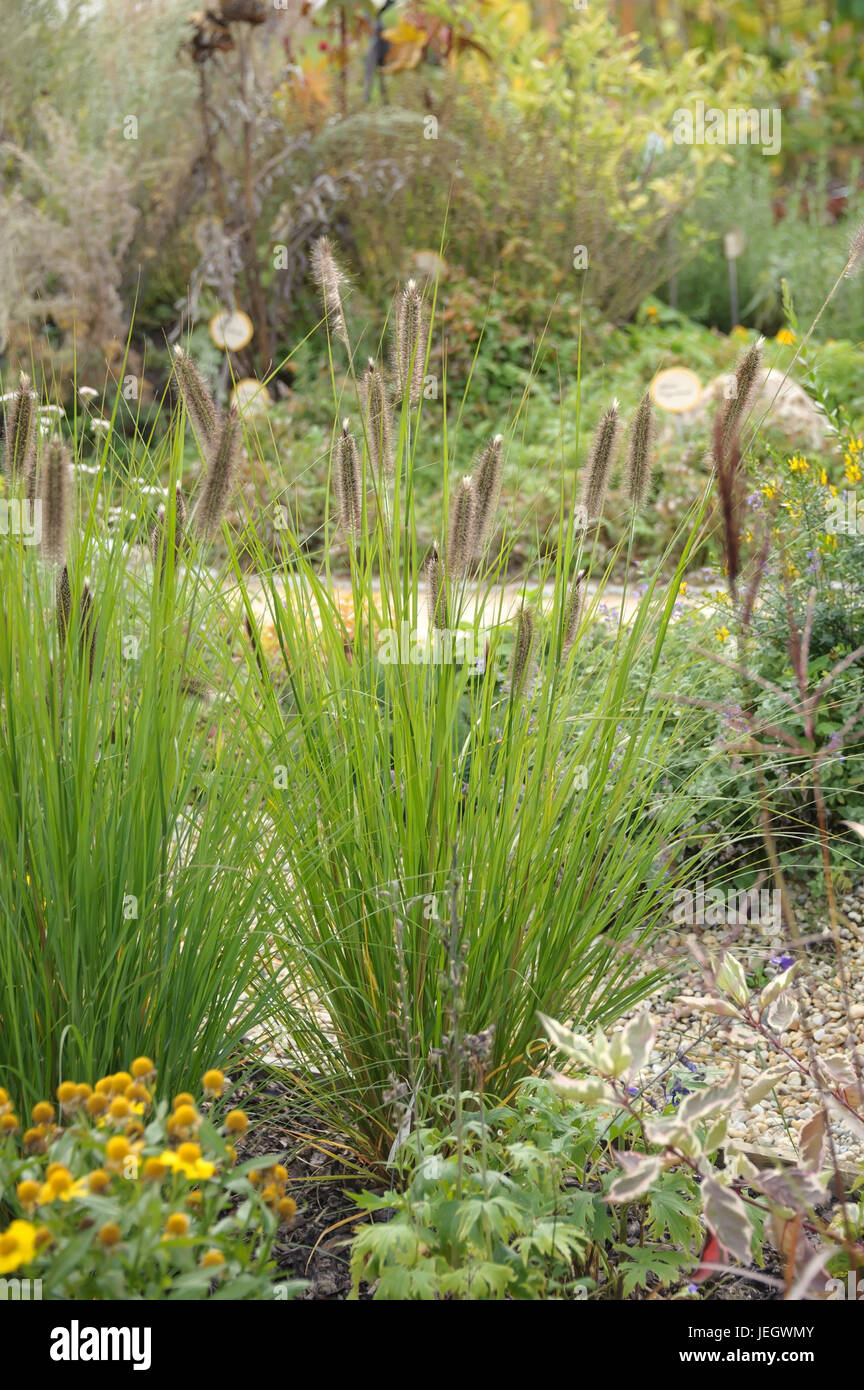 Lampenputzergras, Pennisetum alopecuroides automne magie , Lampenputzergras (Pennisetum alopecuroides 'Herbstzauber') Banque D'Images