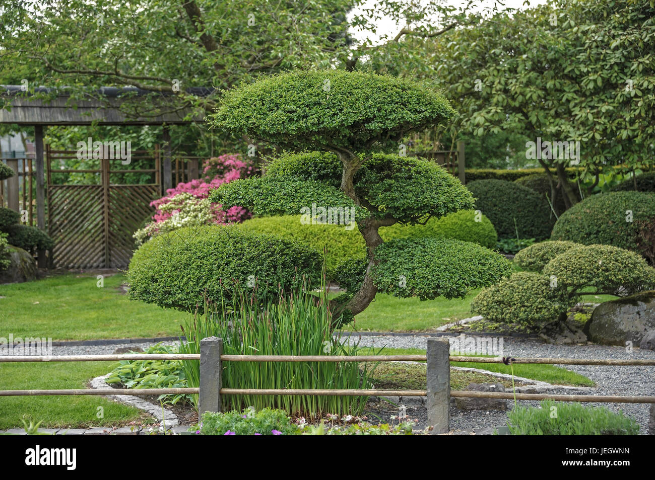 Jardin japonais, faux hêtre, Nothofagus antarctica , Japanischer Garten, Scheinbuche (Nothofagus antarctica) Banque D'Images