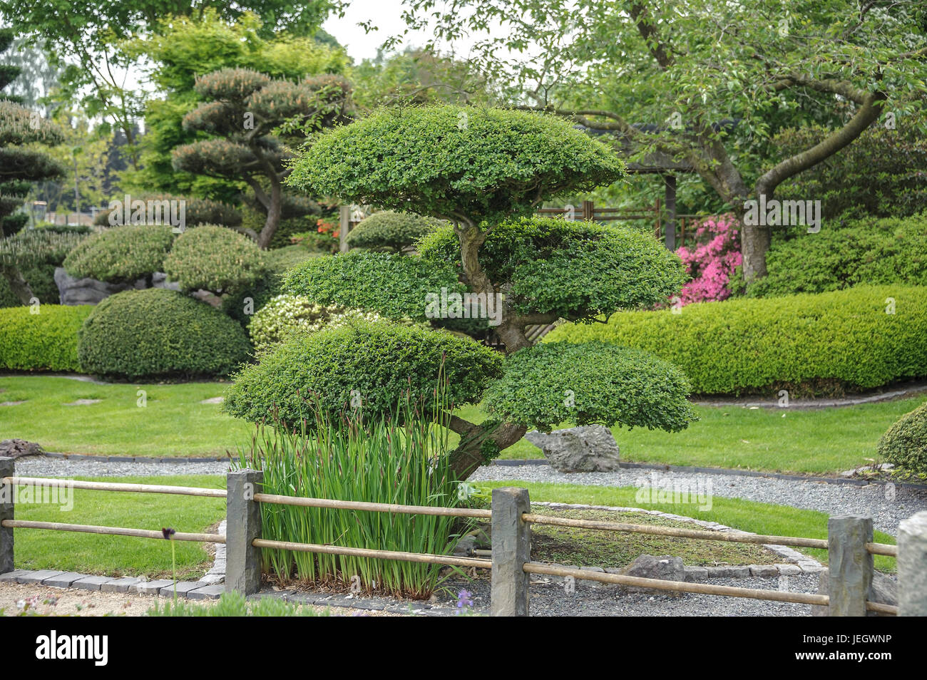 Jardin japonais, faux hêtre, Nothofagus antarctica , Japanischer Garten, Scheinbuche (Nothofagus antarctica) Banque D'Images