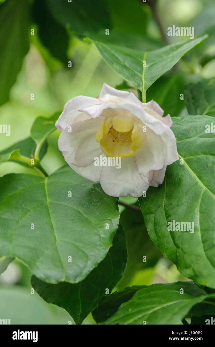 Arbuste d'épices chinois, Sinocalycanthus chinensis , Gewürzstrauch Chinesischer (Sinocalycanthus chinensis) Banque D'Images