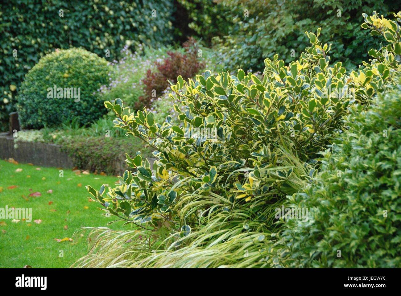 Gelblaubige ◊, houx, Ilex altaclerensis Golden King, golden la vallisnérie, Hakonechloa macra Aureola, parfum de fleur d'Osmanthus heterophyllus, Goshik Banque D'Images