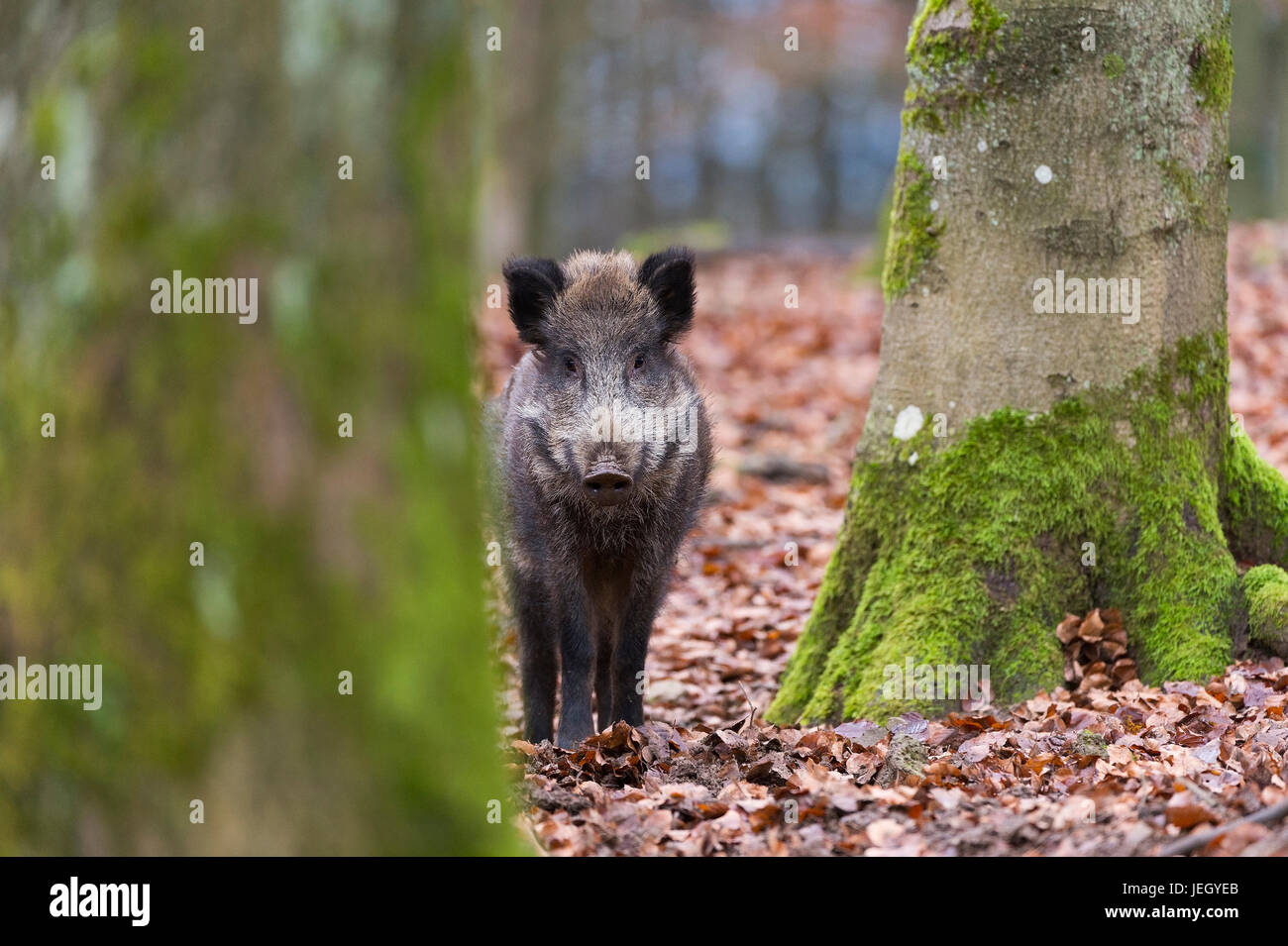 Sanglier, Sus scrofa, Wildschwein (Sus scrofa) Banque D'Images