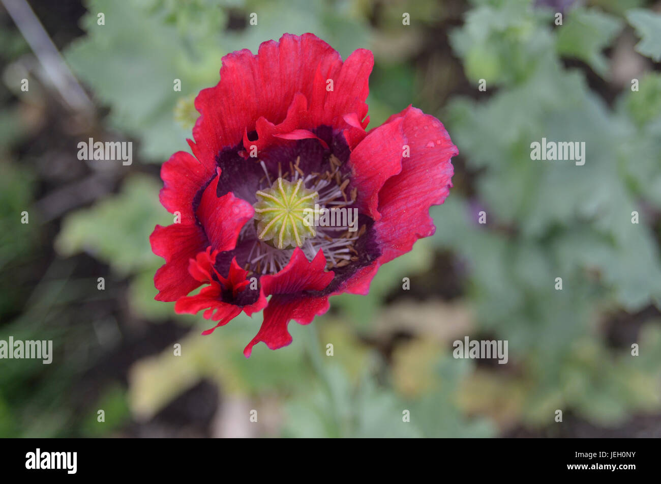 Grand Rouge Coquelicot. Banque D'Images