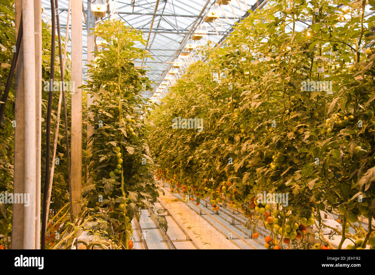 De plus en plus des tomates dans une serre de la géothermie à effet Fridheimar, Islande. Banque D'Images